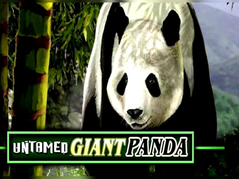 EUR 480 Tournament at Royal Panda Casino